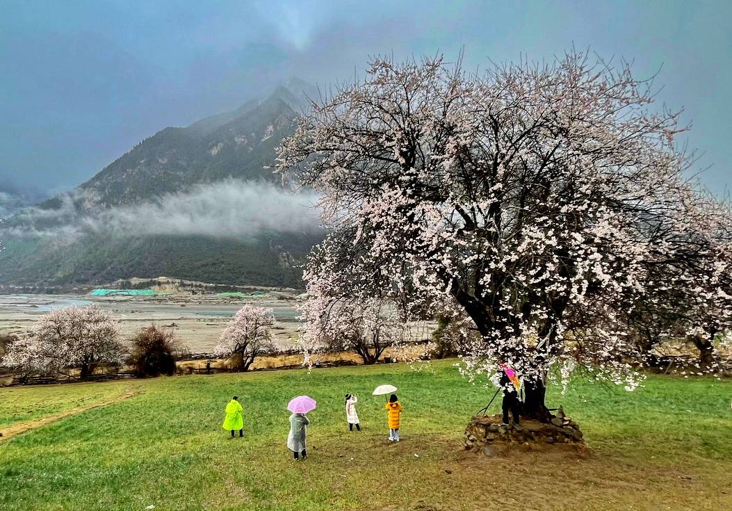 地方|西藏自驾：三月林芝看桃花，时间充裕可以这样走（2）