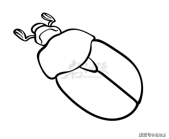 教你绘画甲虫昆虫