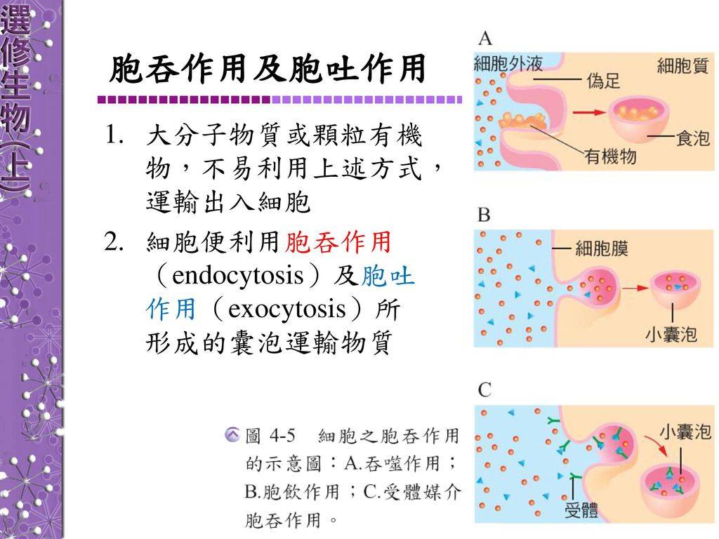 "胞吐"是一种细胞繁殖,代谢,增长的方式,大脑中的神经元细胞在胞吐