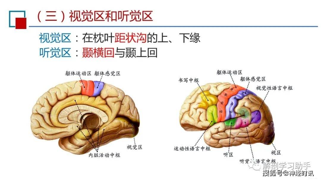 神经系统的感觉功能