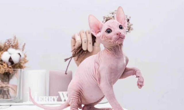 体型最受欢迎的5种宠物猫，你家的猫咪上榜了吗？