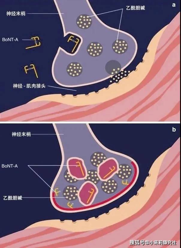 功效韩国乐提葆，焕发自然年轻之态~