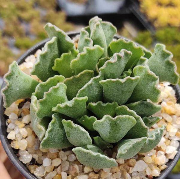 此款多肉真特别满盆小扇子可爱极了一片叶子就能扦插成新苗