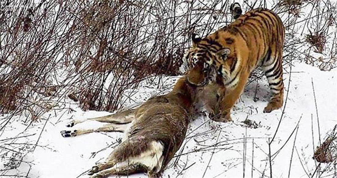 原创东北虎王发现冬眠的黑熊便从洞两侧骚扰黑熊刚露头就被擒住