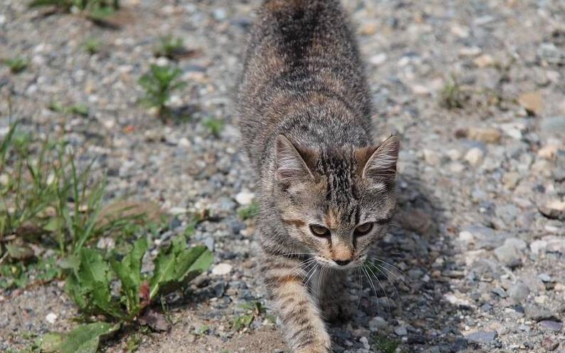 什么狸花猫带我去见它的女朋友，铲屎官：这娘家人我可养不起啊