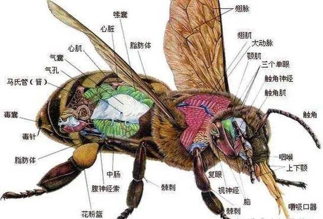 蜜蜂的身体结构图部位图片
