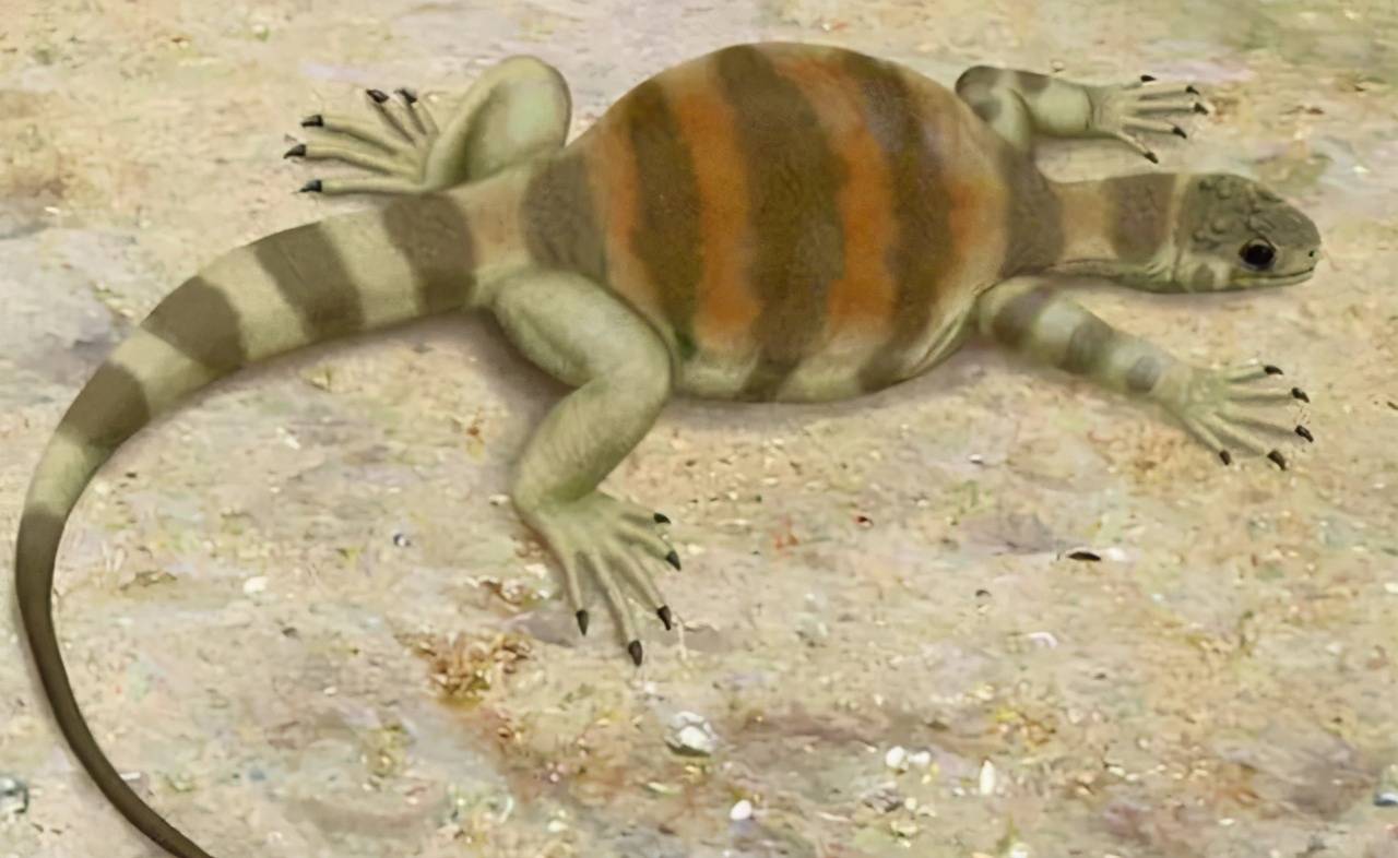 正南龟出现的时间要比半甲齿龟早很多,如果正南龟是现代龟类的直系