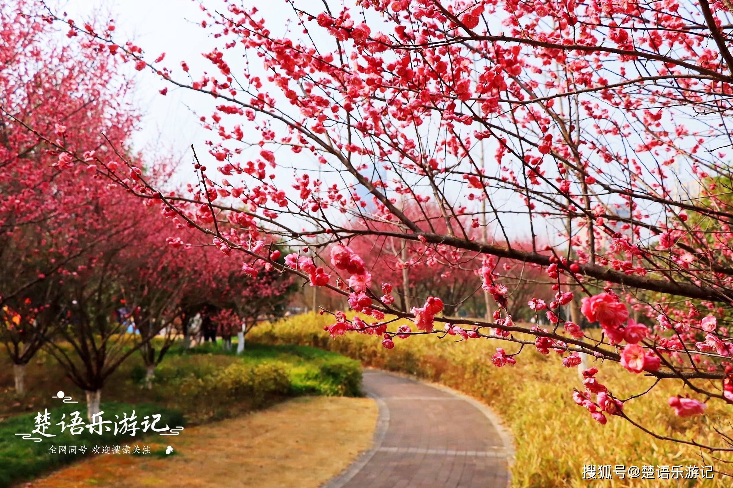 寧波人的寶藏公園因花海而走紅又迎來梅花季地鐵5號線可達