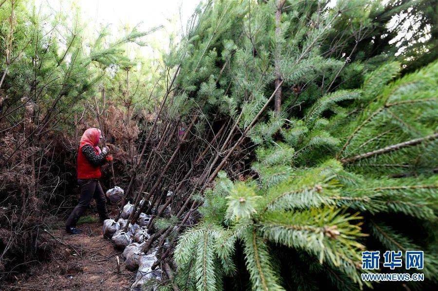 助力生态固碳，气象监测能有何作为？