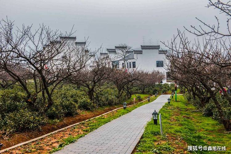 傅家边梅花山简介图片