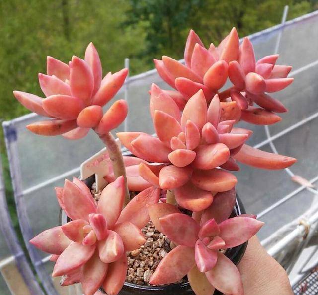 100种常见多肉图名并茂这下不愁叫什么名了 亚美am8旗舰厅 亚美am8是哪里的 亚美am8手机版