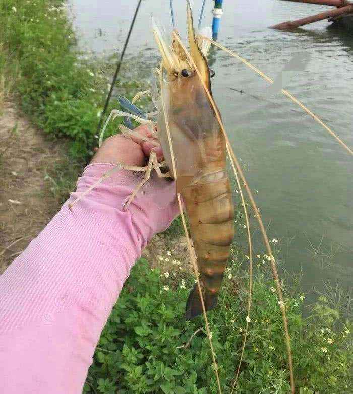 乍一看它跟中国本土的长臂虾很像,因为它们都属于长臂虾科,但