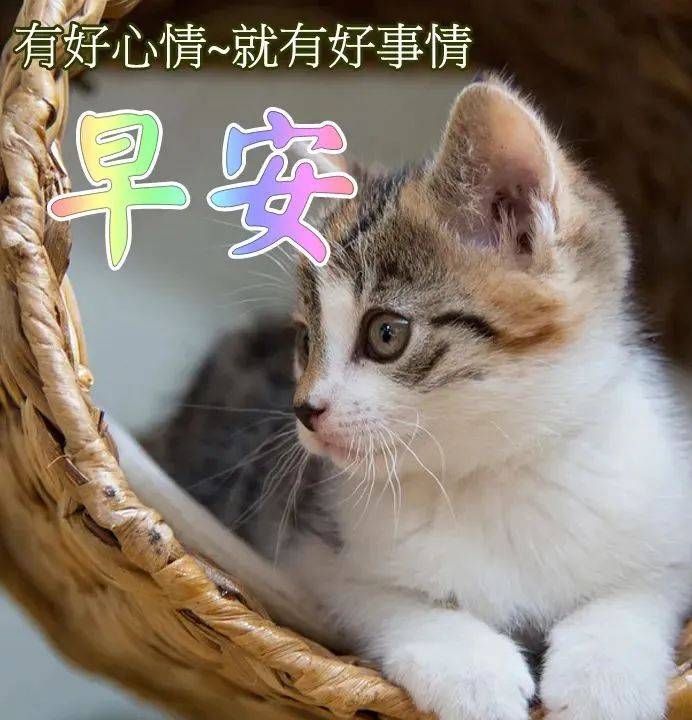原创8张创意好看的清晨早上好祝福图片2022最新免打字聊天问候祝福语