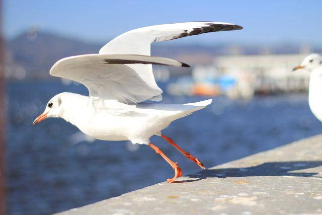 老鼠_能力_海鸥