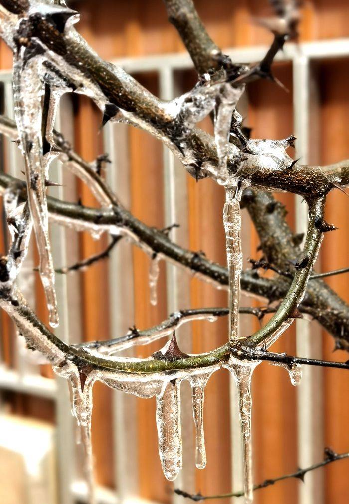 日子|昆明下雪了！春城的雪景真美丽！