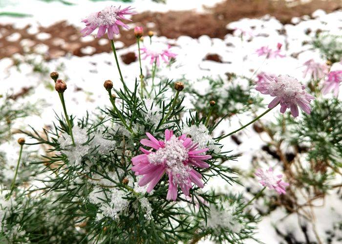 日子|昆明下雪了！春城的雪景真美丽！