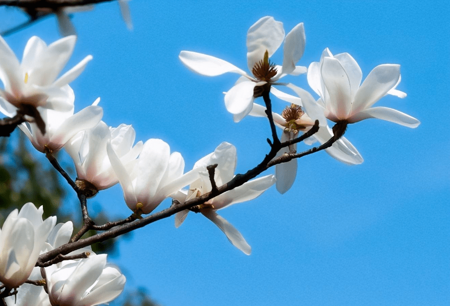 花开春自来,十二首玉兰花 的诗词,白雪琼兰映眼开_白玉兰_辛夷_素娥