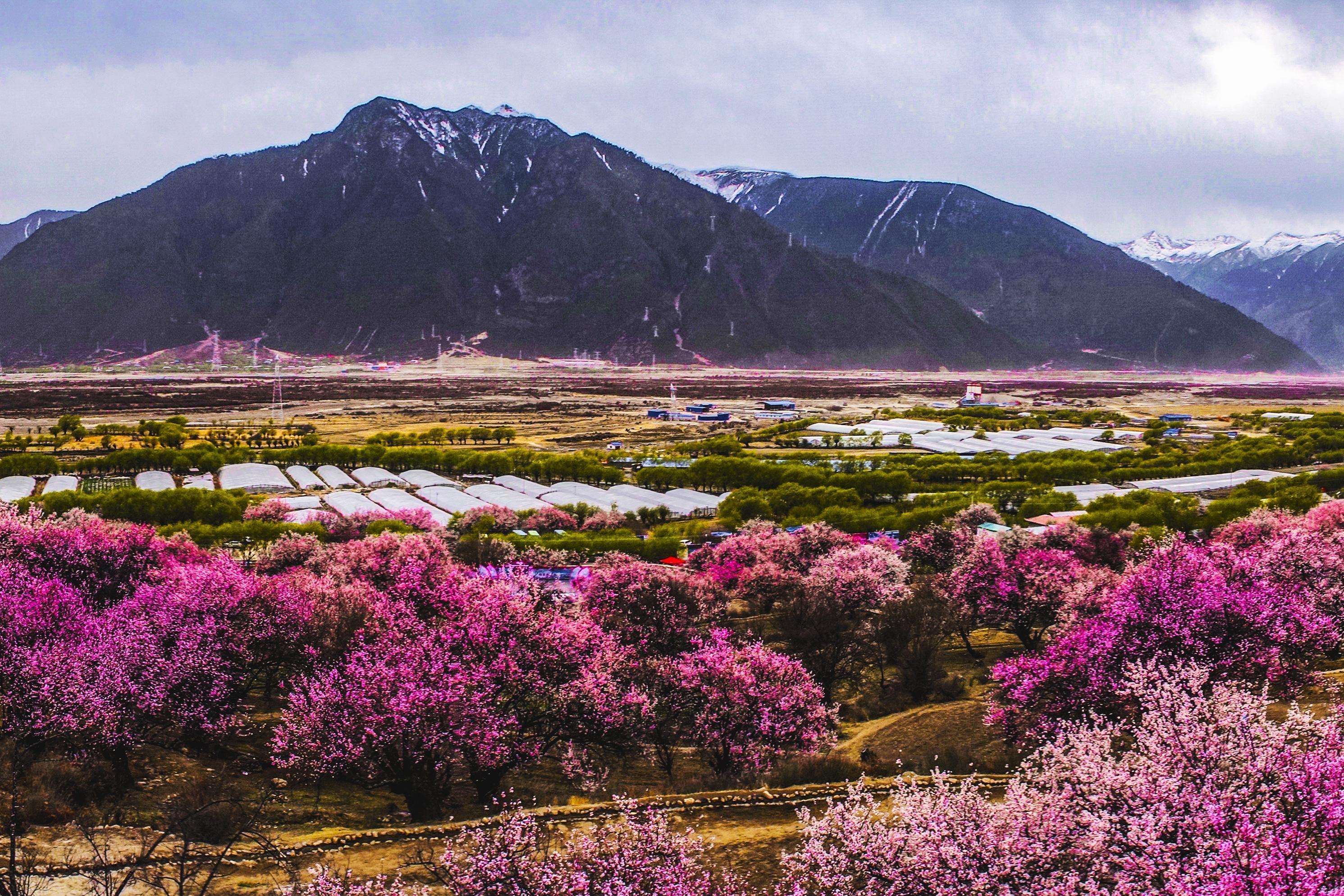 三月西藏桃花开,盘点西藏林芝桃花节 4 大热门赏花打卡地!