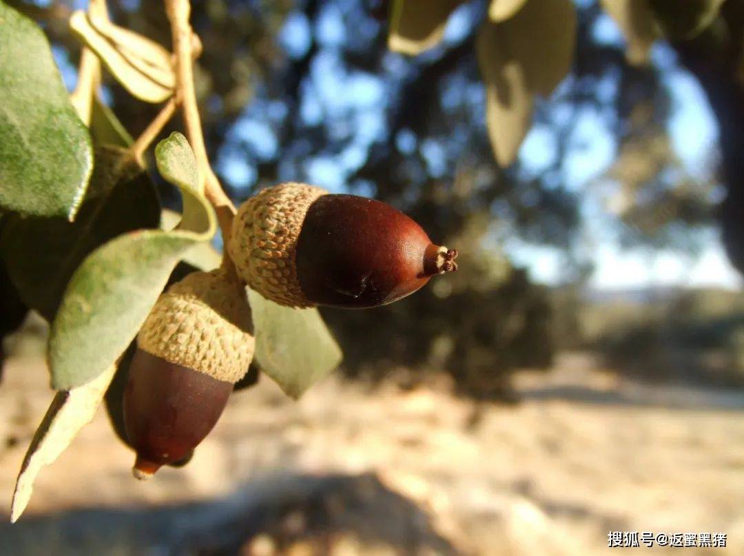 下巴|不愧是豬界的“優(yōu)秀代表”返蜜黑豬