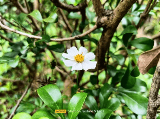 动态|realme 9 Pro+ 带有惊人相机的变色手机