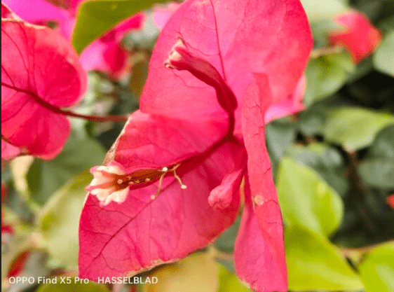 OPPO Find X5 系列发布 OPPO Find X5 Pro 版更配喔！