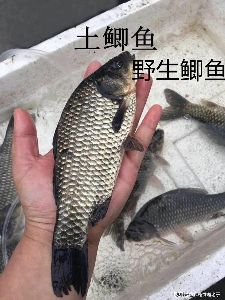 “它”常被冒充野生鲫鱼卖,价格高肉质差,很多人不知道,还在买
何谓工程鲫?有哪些特点?挑选野生鲫的方法