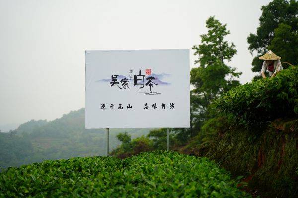 吴鼎|吴鼎祥打造700亩生态茶园 -吴家白茶