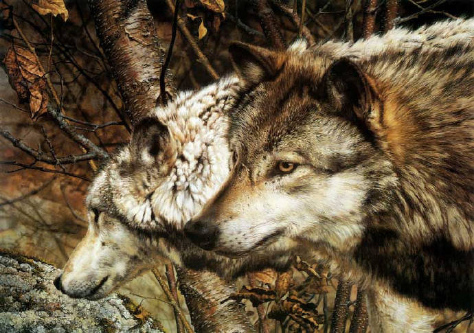 大师佳作carlbrenders超写实的野生动物油画一