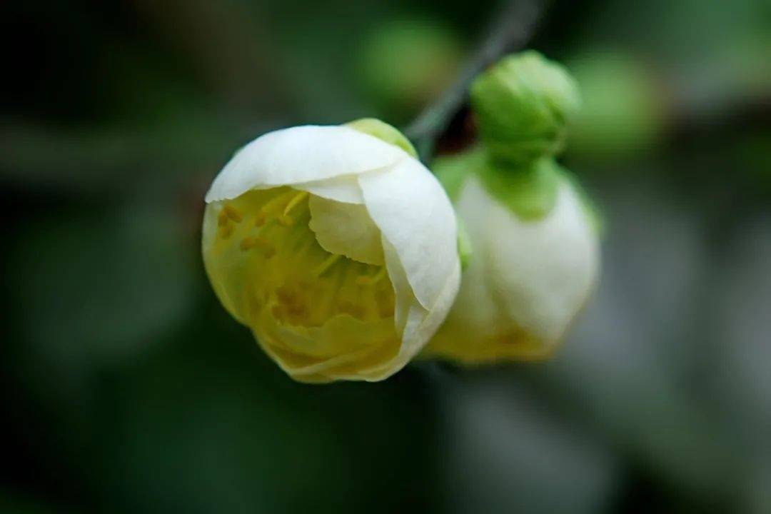 楊浦公園的綠梅開了!_梅花_象徵_開花