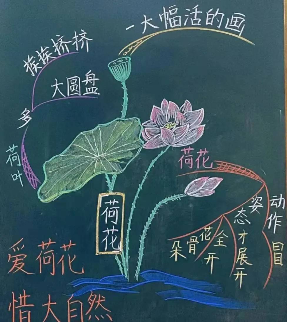 荷花课文板书图片