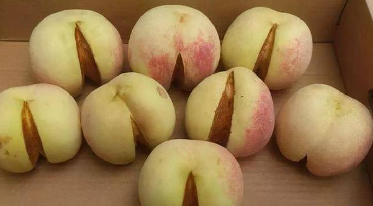 品种|裂开嘴的桃子和三十斤的西瓜，过去常见的水果，为何如今看不到？