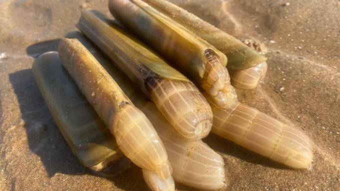 2022最新兴城潮汐表葫芦岛赶海挖蛏子