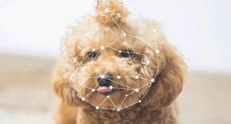 逗宠黑科技,宠物脸部关键点,肢体关键点检测识别上线_算法_场景_互动