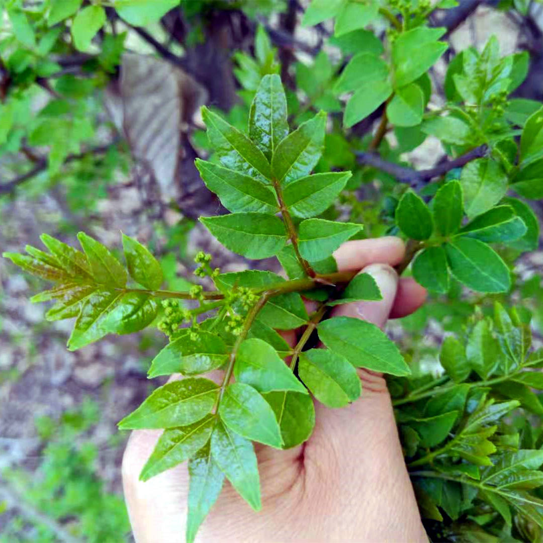 香炉草植株图片图片