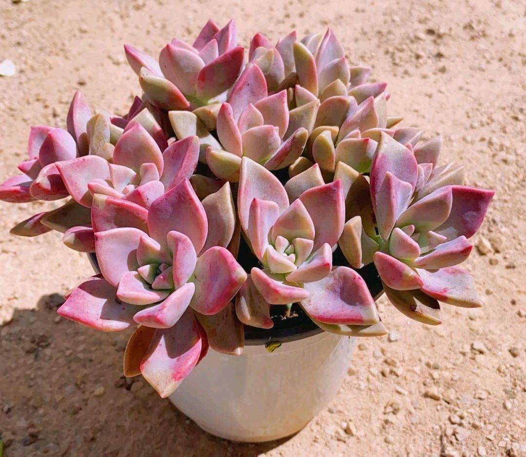 20种紫色的多肉每一个是又漂亮又高贵看你喜欢几种