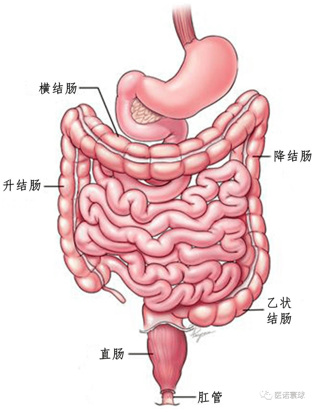 人的直肠和结肠示意图图片