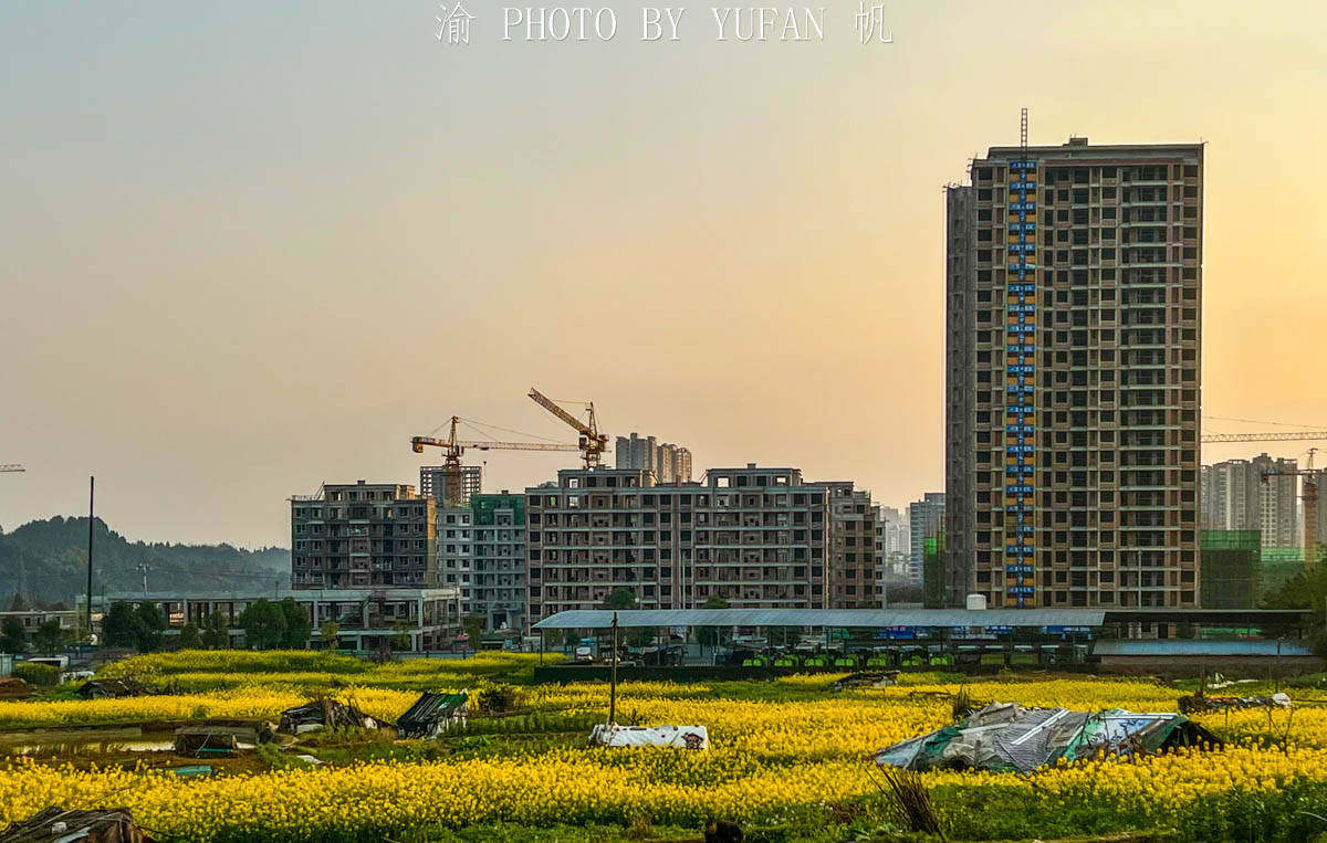 夕阳|重庆有座被菜花装扮的小城，不出城便能看到美景，窗外遍地流金