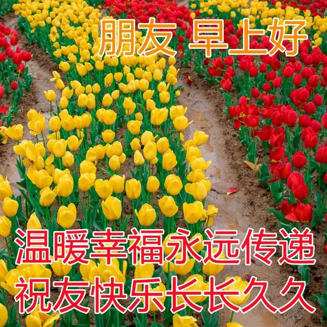 原创8张创意好看的春日清晨早上好祝福图片免打字聊天的早安问候祝福