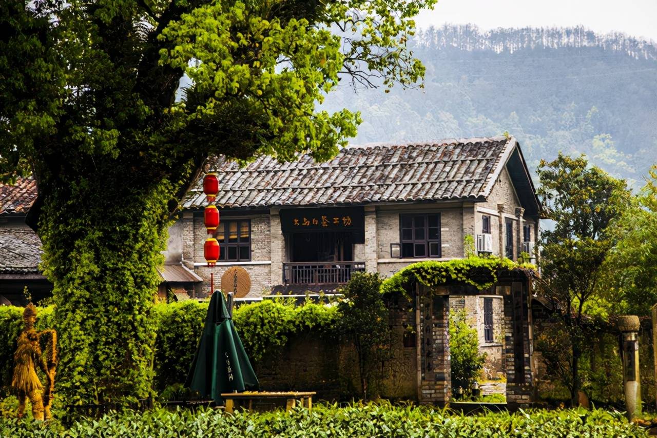 茶叶|东家APP：陶渊明笔下的世外桃源，我在福建政和看到了