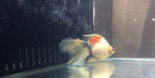 金鱼经常趴缸如何治疗 我来告诉你原因 时候 饲料 现象