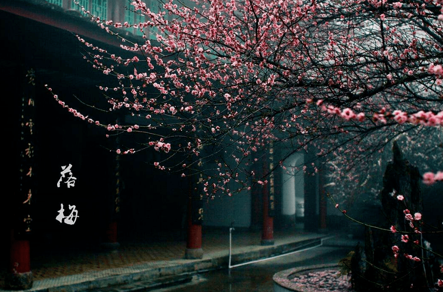 零落成泥碾作尘只有香如故古诗词里的落梅67别有一番风味