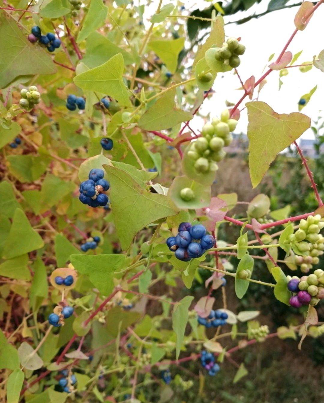 20种农村常见却不知道名字的植物这篇文章图名并茂