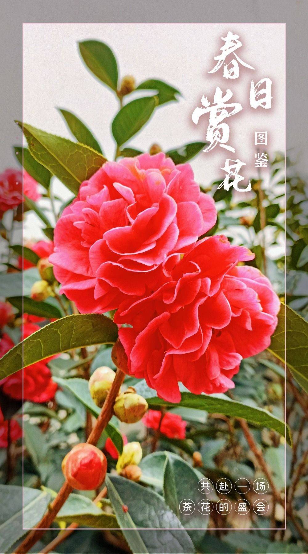 春日赏花图鉴 早春里 共赴一场茶花盛会 大理 品种 山茶