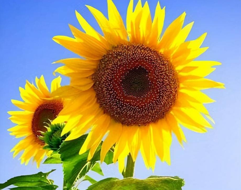 向日葵是一年生植物，但世界最高的向日葵高达9.17米，怎么生长这么高的 