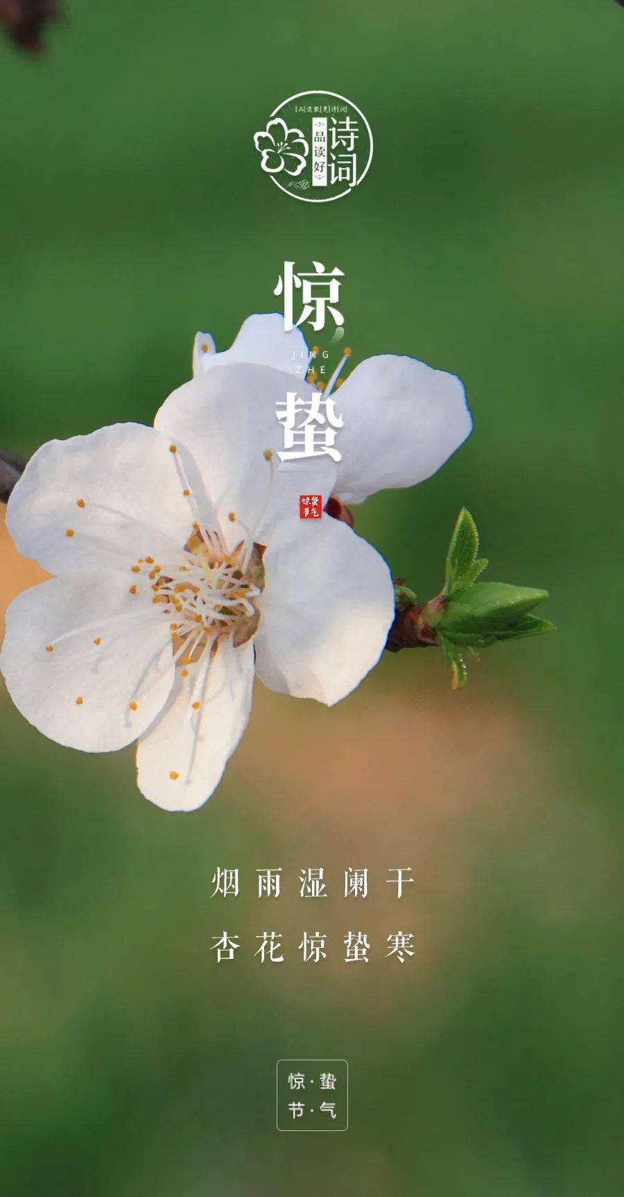 才发现惊蛰与桃花的适配度这么高 来自搜狐网