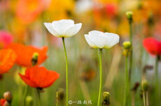 鲜花|广州二沙岛花开成海，这里没有围墙且免费开放，你去打卡了吗