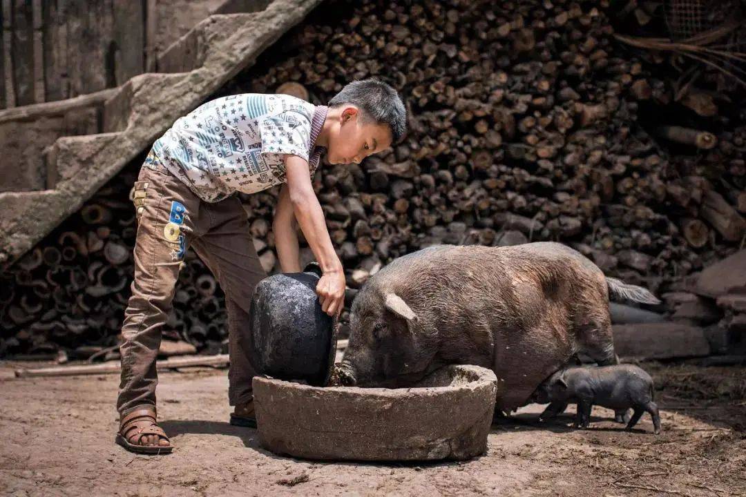 帶你穿越河南農村90年代養豬的畫面如今的你多大了