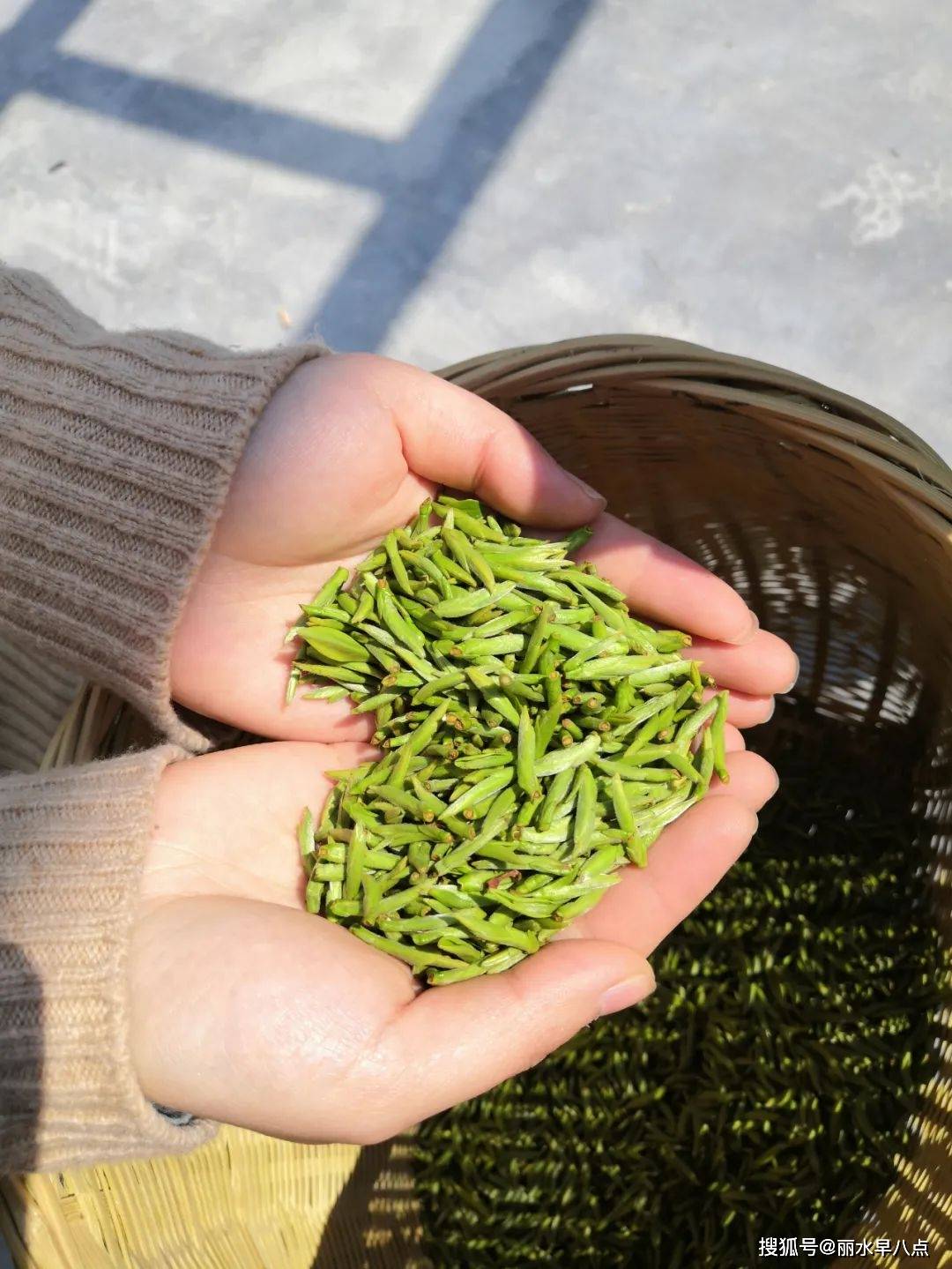 1500元一斤的"莲城雾峰"茶上市即"疯抢"?_茶叶_莲都区_金叶子