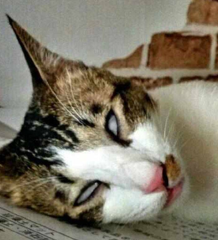 原创猫咪睡觉翻白眼主人以为它死了走近细看却令人哭笑不得