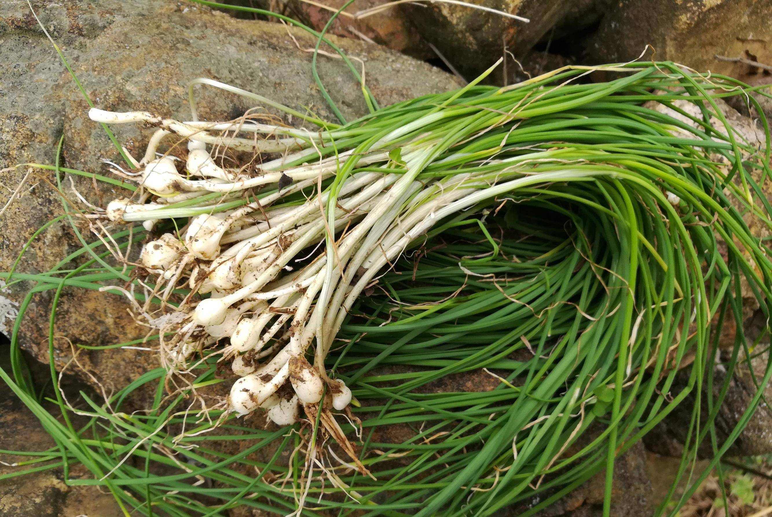 第1种:野葱,也叫野藠头,还有些地方叫野韭菜,在土壤肥沃的荒地和水源